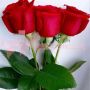 Bouquet of 3 Red Roses 