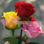 Gorgeous 3 Roses & Chocolates